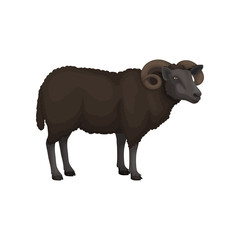 Flat vector icon of adult male sheep. Domestic animal. Ram brown woolly coat and curved horns. Livestock farming