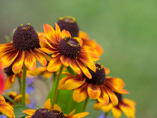 Rudbeckia hirta 'capuccino' - Rudbeckies hérissées 'Capuccino' aux grandes ligules jaunes orangées maculées de rouge brun rouillé avec un coeur brun café