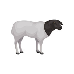Flat vector icon of young dorper sheep. Farm animal with white coat and black head. Livestock farming