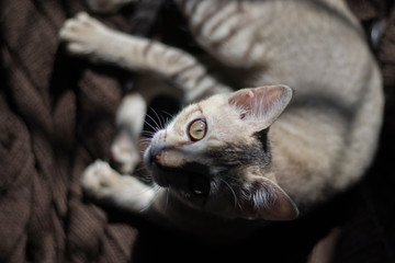 cat, animal, kitten, pet, cute, feline, domestic, kitty, portrait, fur, eyes, young, small, mammal, beautiful, pets, tabby, eye, nature, gray, white, looking, adorable