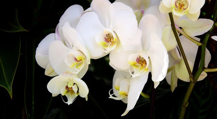 Wunderschöne Orchideenblüten vor dunklen Hintergrund
