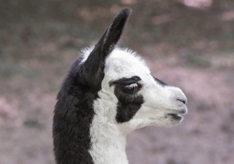 Obraz premium Lamababy im Profil