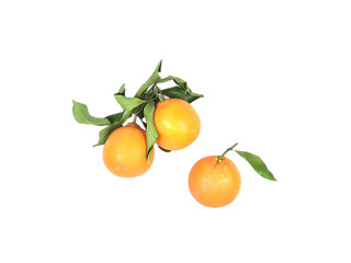 Organic Orange Fruits