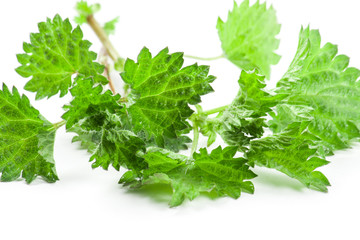 Leaves green nettle isolated