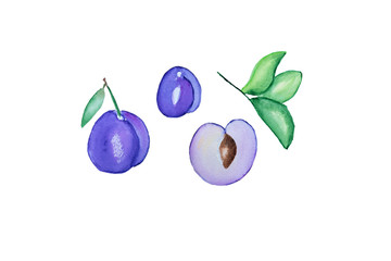 hand drawn plums elements