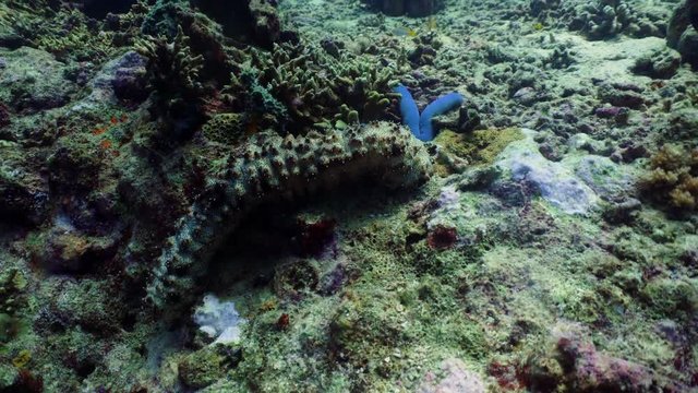 sea cucumber on coral reef. Giant trepang under water. underwater world diving and snorkeling on coral reef. Hard and soft corals underwater landscape