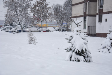 Winter landscape in the city. Snow on little fir tree in city park