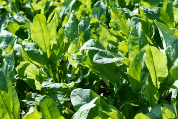 Sorrel grows in the garden, lettuce, vegetarian background.