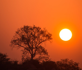 Silhouette Of Tree At Sunrise Over The Hill