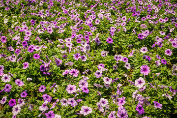 Obraz premium flower bed blooming with purple and pink color and green leaf - photo