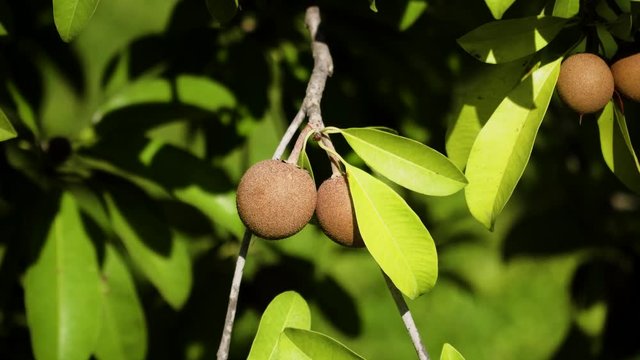 tropical fruit sapodilla on tree branch. Tropical plant sapodilla with brown fruits and green leaves