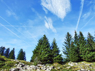 Evergreen trees on the plateau beneath the mountain ranges Churfirsten - Canton of St. Gallen,...