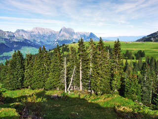 Evergreen trees on the plateau beneath the mountain ranges Churfirsten - Canton of St. Gallen,...