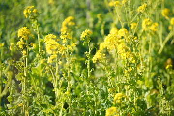 浜離宮庭園の花