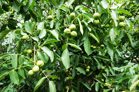 walnut tree texture