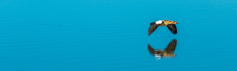 Panoramic of Egyptian goose flying on a lake in Kruger National Park, South Africa. Alopochen...