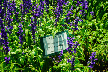 a salvia victoria blue flower with purple or violet color in park with name tag sign board - photo - obrazy, fototapety, plakaty