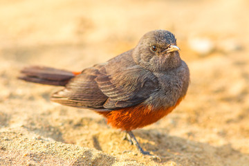 black and red mocking cliff chat on the ground in Kruger National Park, South Africa. Thamnolaea cinnamomeiventris species. female bird. © bennymarty