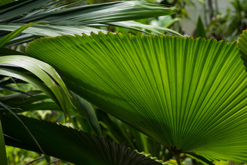 Green Palm leaves in a natural rain-forest 