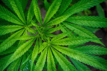 Fototapeta na wymiar green marijuana plant