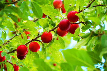 part of tree with red plums