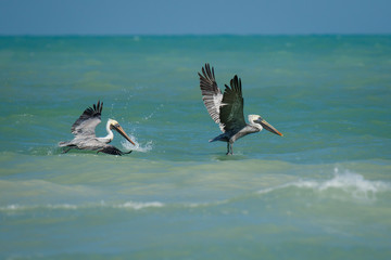 Fototapeta na wymiar Two pelicans flying above the Carribean sea in Mexico