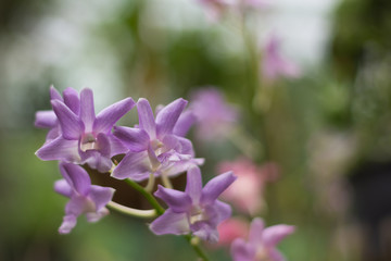 Fototapeta na wymiar purpler orchid offset with a blurred background 