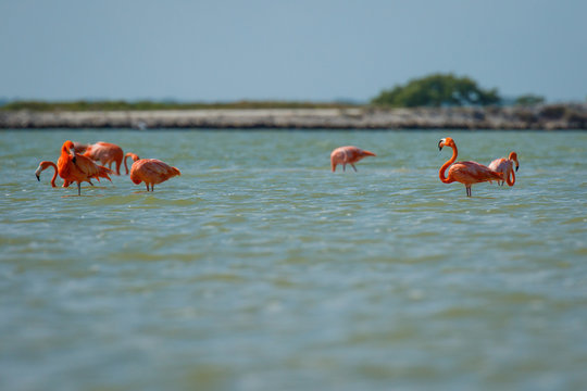 Group of pink flamingos in Las Coloradas in Mexico