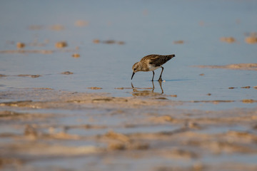 Little Sandpiper looking for food in Pink lagoon in Mexico