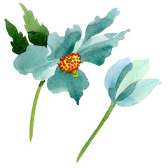 Blue poppy floral botanical flower. Watercolor background illustration set. Isolated poppies illustration element.