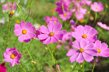 Colorful pink cosmo sbipinnatus  flowers field blooming in garden  for background ( Mexican Aster  )