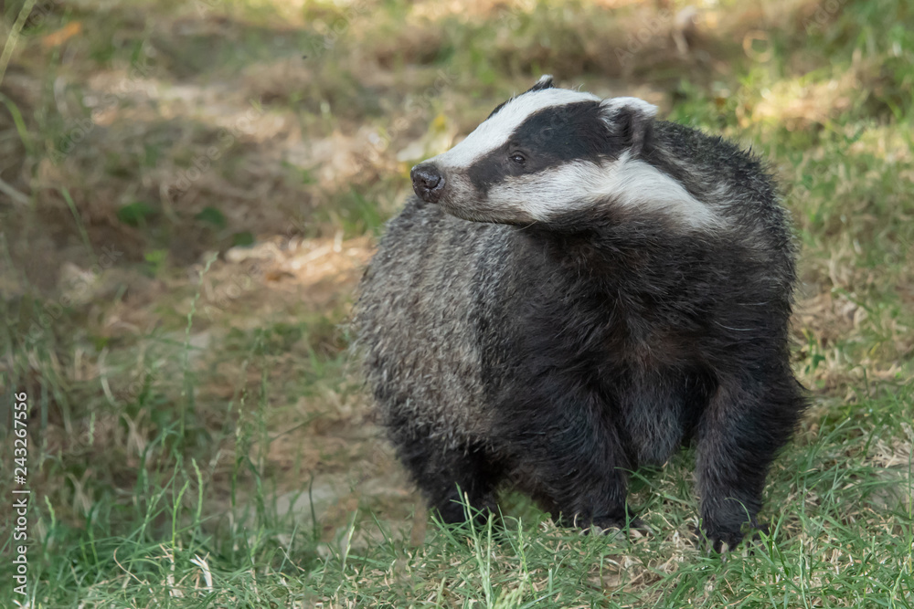 Poster A close up portrait of a badger walking towards the camera. The animal is facing head on and looking cautiously to the left. The image is taken in the daytime
