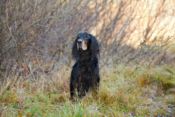 Dog breed setter Gordon in autumn forest