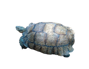 Turtle. Isolated on white background. Vector illustration.