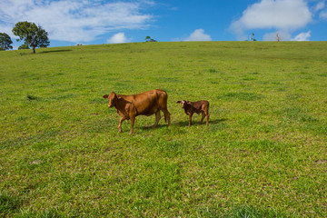 Australian cattle farm, brown Cow and calf stand together in a green pasture with a blue sky and white clouds over the horizon 