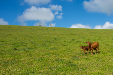 Australian cattle farm, brown Cow and calf stand together in a green pasture with a blue sky and white clouds over the horizon 