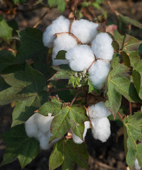 Cotton Crop In The Field