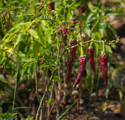 Red Chili Pepper On Plant