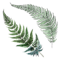 Fern green leaf. Plant botanical foliage. Watercolor background illustration set. Isolated fern illustration element. © yanushkov