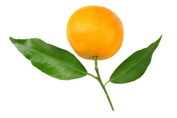 one mandarin with green leaf isolated on white background