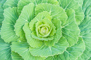 Blurred for Background.Natural fresh green cabbage (Ornamental Kale) with dew drops for texture.