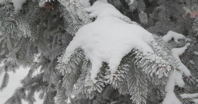 Frozen tree in hoarfrost in the winter