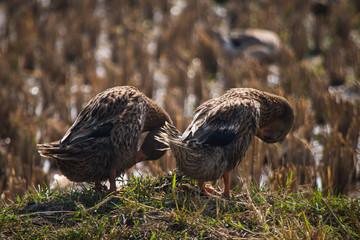 Two Geese Scratching Their Body