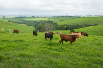 Cows in a field with rolling hills 