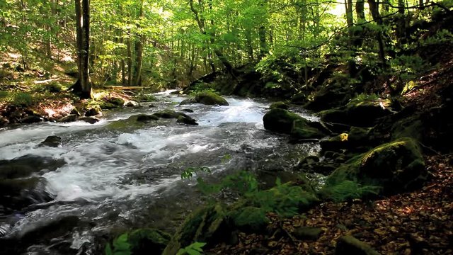small rapid forest river in springtime. boulders and trees on the slopes of the riverbank. beautiful springtime natural scenery.