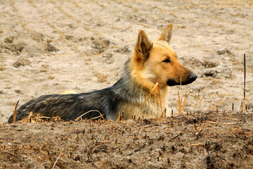 Pet dogs in the fields
