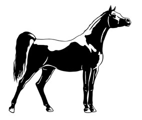 Arabian horse silhouette, vector illustration