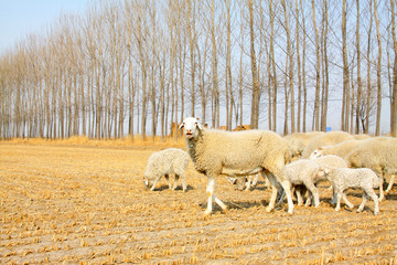 Obraz premium sheep in paddy fields