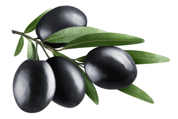 Olive branch with black olives, isolated on white background