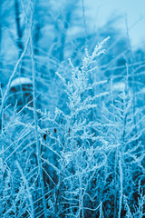 winter forest and branches in the snow during the day